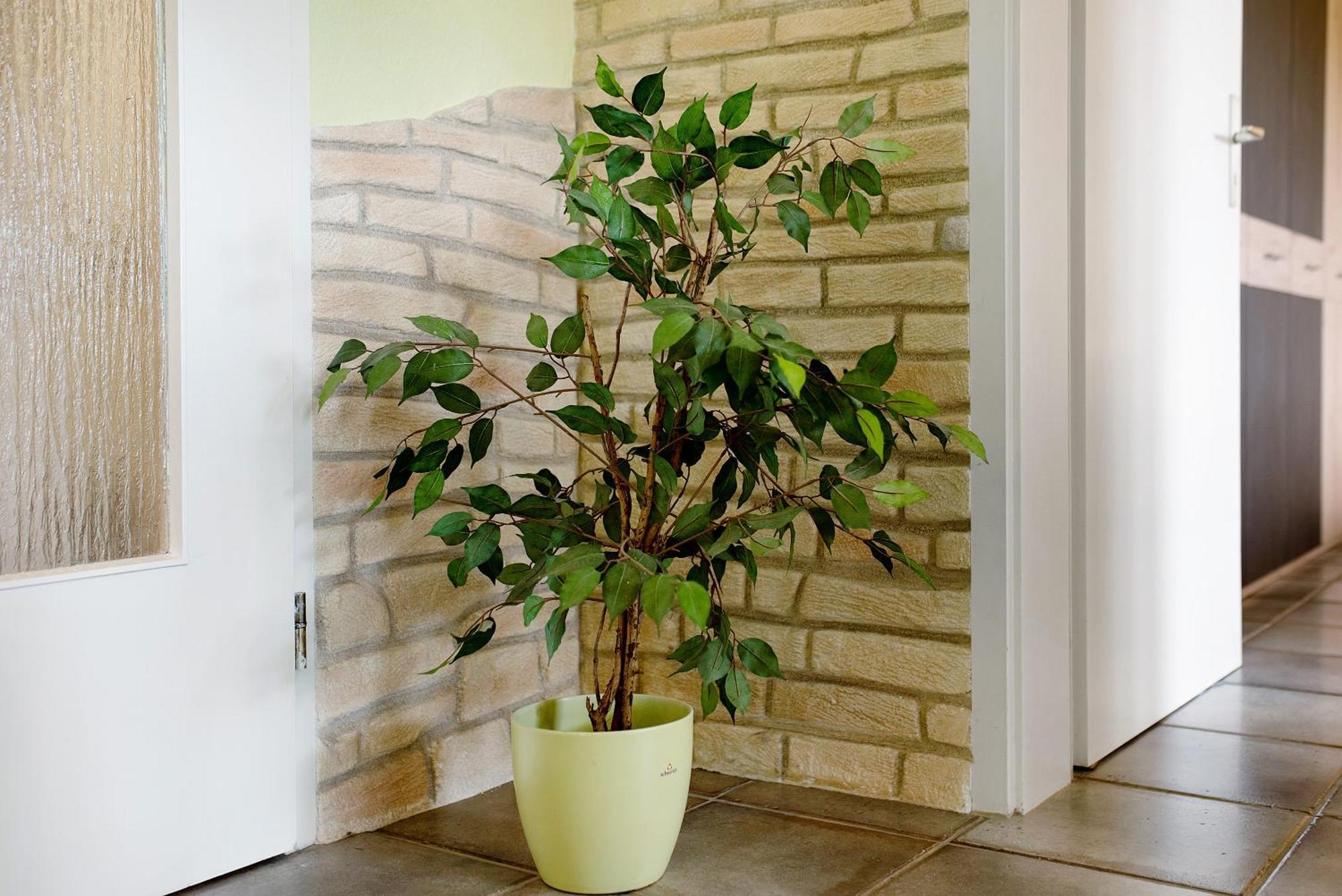 Ado Ferienwohnung Grafenhausen Exteriér fotografie